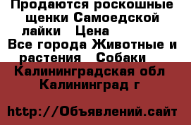 Продаются роскошные щенки Самоедской лайки › Цена ­ 40 000 - Все города Животные и растения » Собаки   . Калининградская обл.,Калининград г.